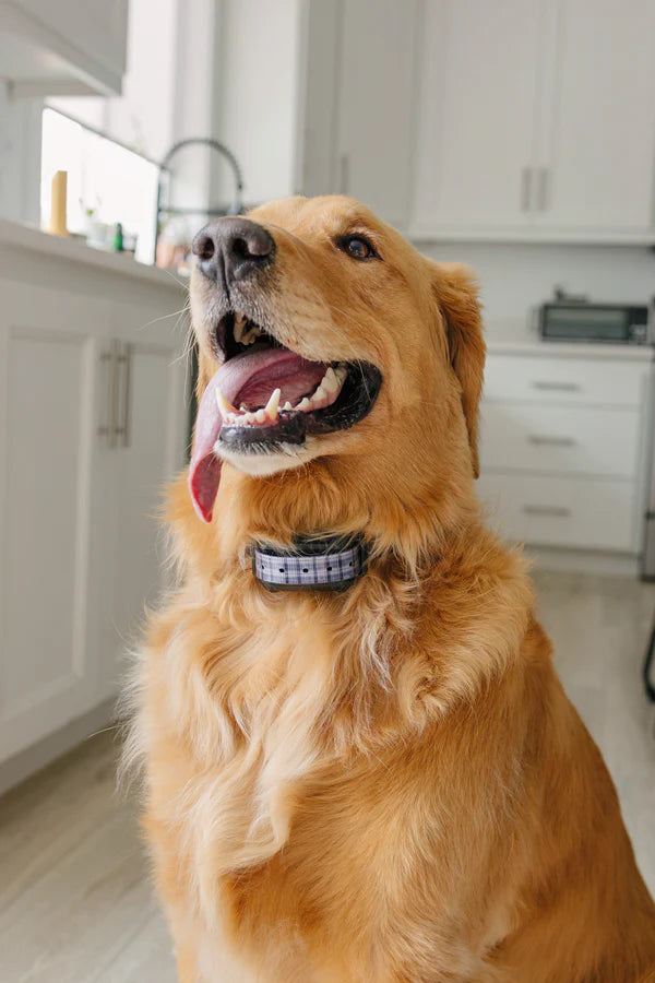 PawTronic Hybrid Series Wireless Dog Fence - Indoor and Outdoor Dog Fence Collar