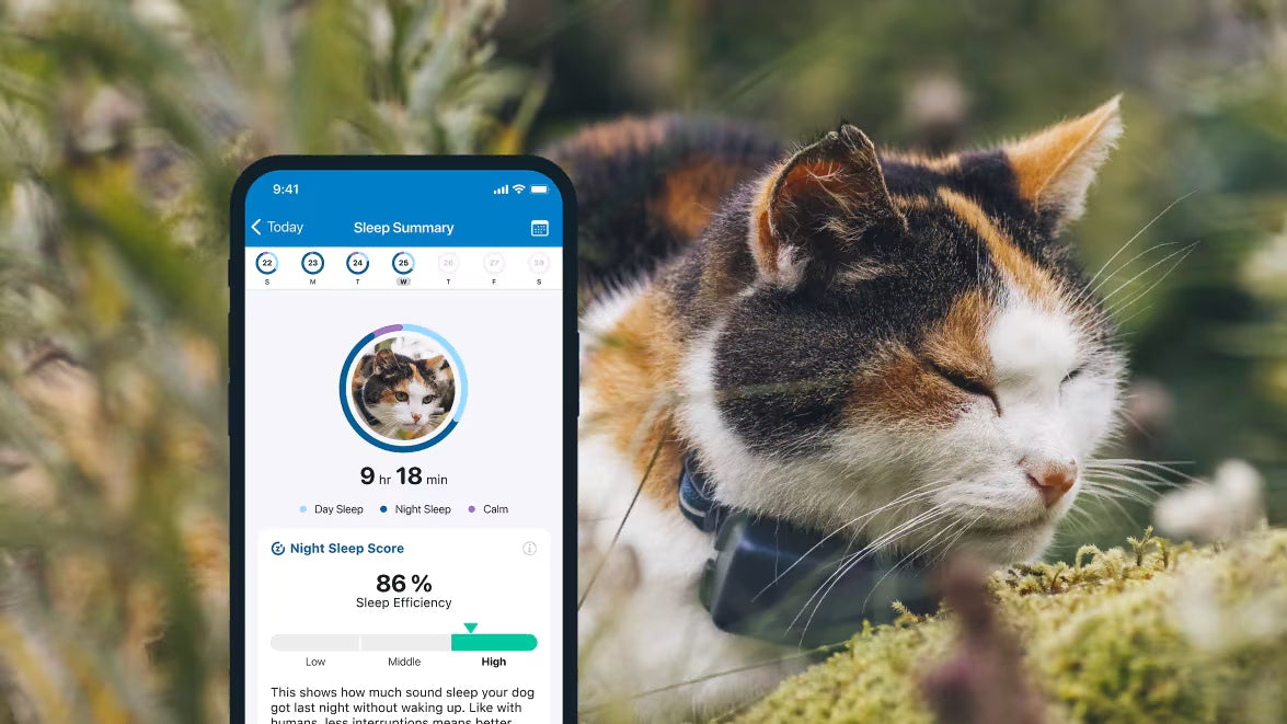 Smart Cat Collar