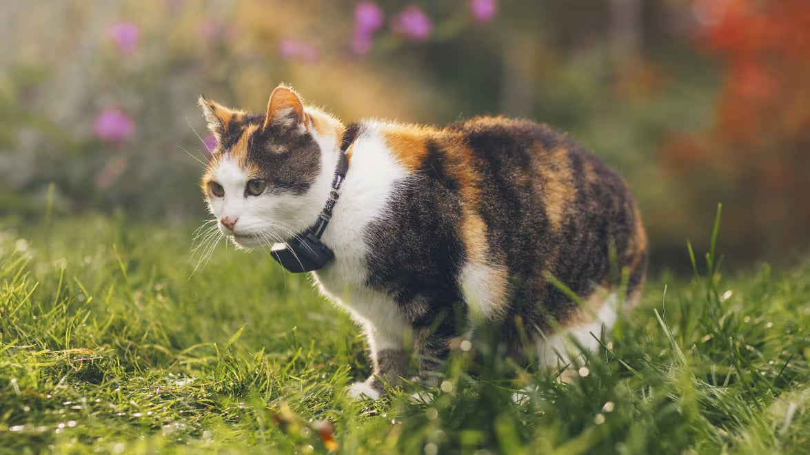 Smart Cat Collar
